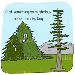 Knotty Boy Magnet