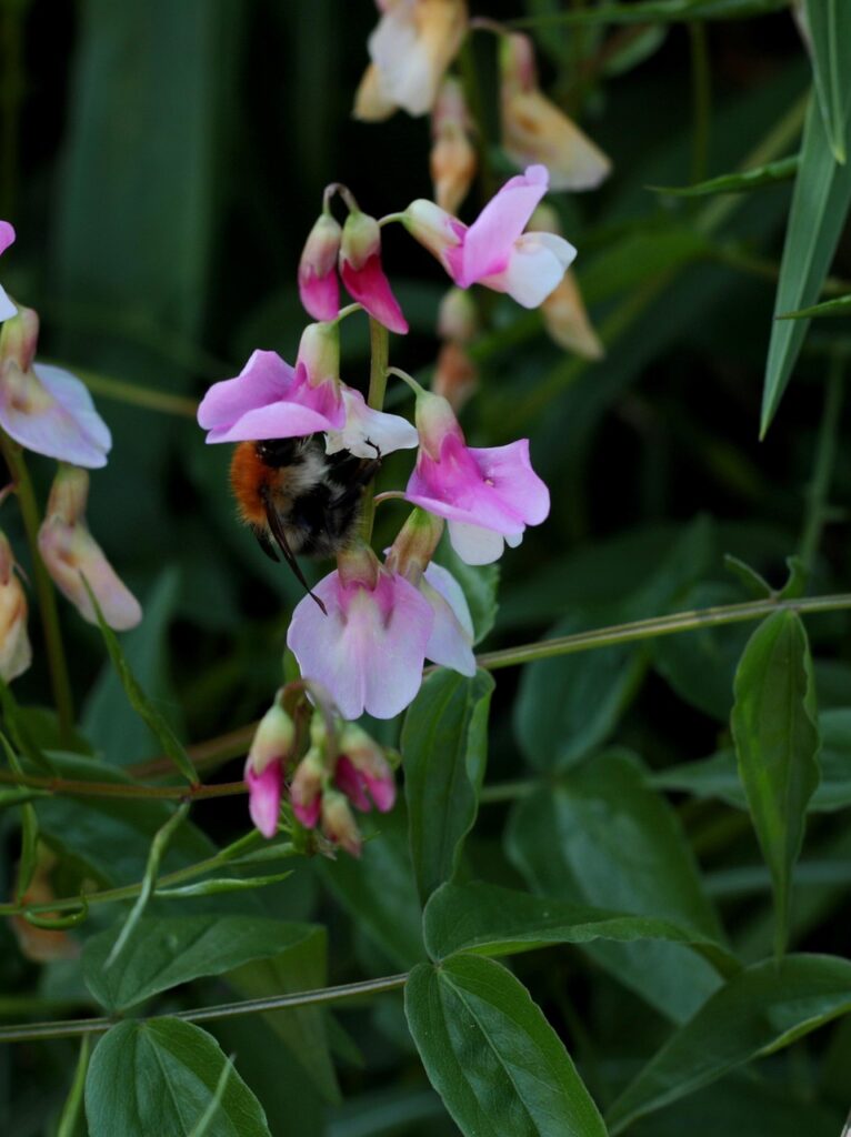 lathyrus vesnus rosenelfe, pink-and-white, bumblebee, drinking, nectar, pollination, inflorescence, teamwork, nature, garden
